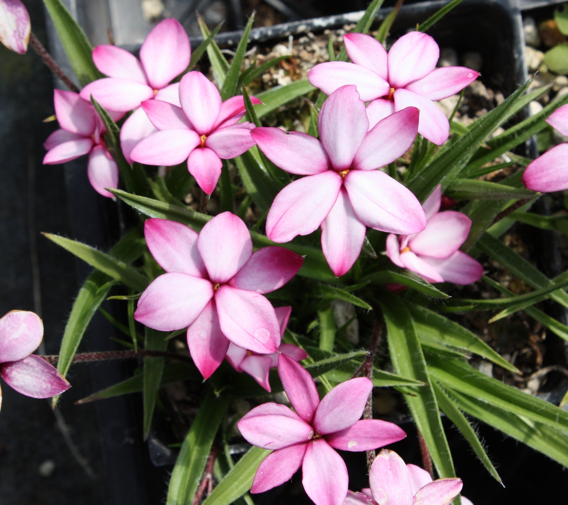 Rhodohypoxis baurii 'Pintado'